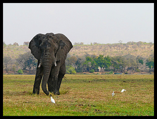 elephant